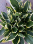 Preview: Weißgrüne Funkie "Fire and Ice"(Hosta *fortunei"Fire and Ice")